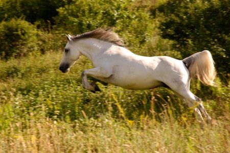 Qual a função do clembuterol termogênico em cavalos e como ele age?